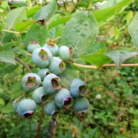 Luxury Nature Life Вилла