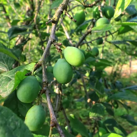 Luxury Nature Life * Трабзон