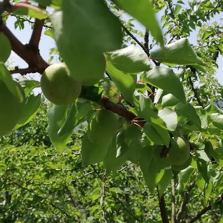 Luxury Nature Life *