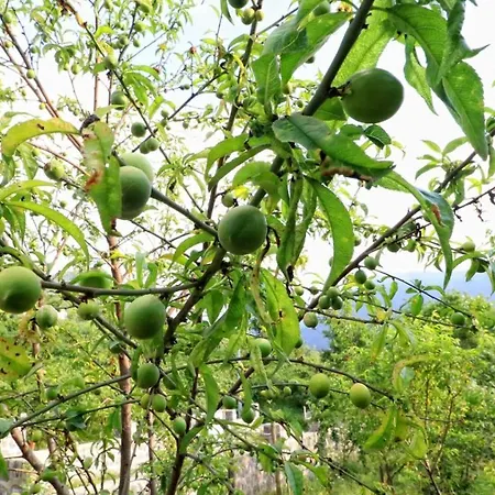 فيلة Luxury Nature Life