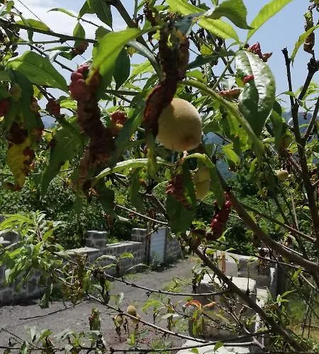 Villa Luxury Nature Life Trabzon