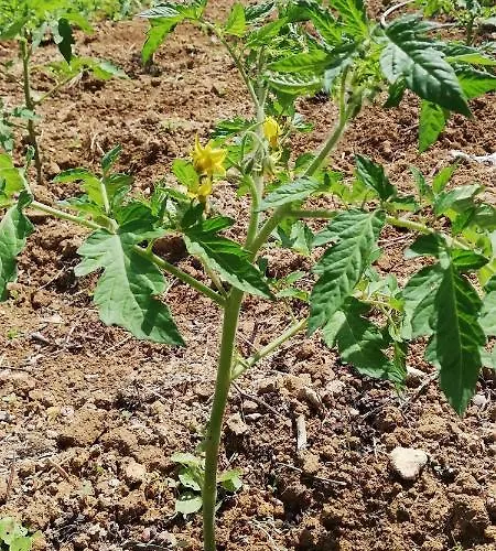 Luxury Nature Life Villa *