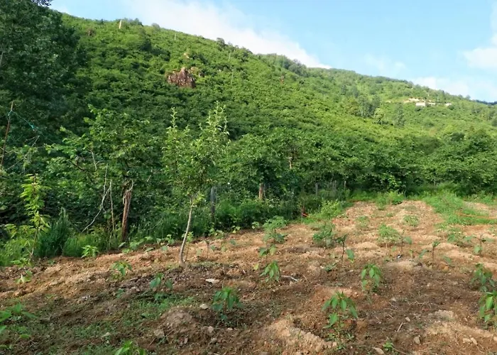 Luxury Nature Life Villa