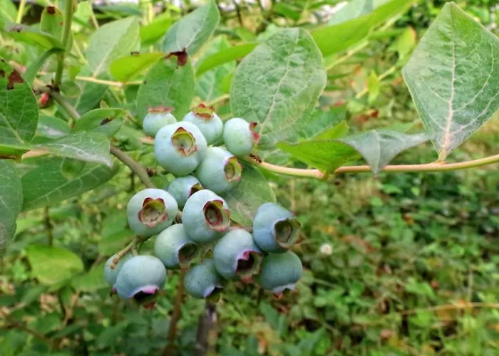 Luxury Nature Life Villa