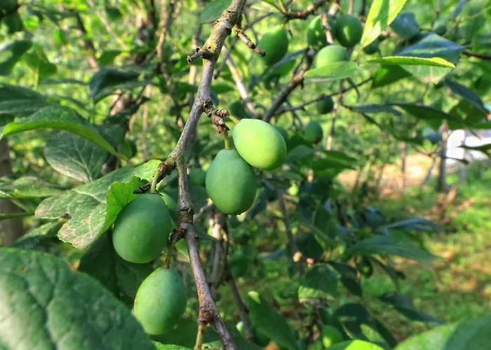 Luxury Nature Life * Trabzon